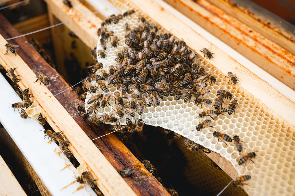 couverture photo event événementiel atelier decouverte metier apiculteur ruches abeilles miel agriculture rural eure Aurélien Papa photographe